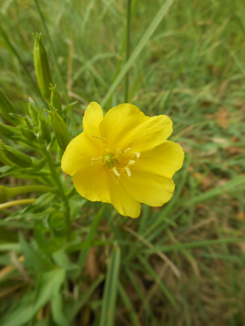 Oenothera chicaginensis / Enagra di Chicago